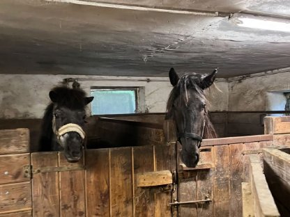 Bild 8:Schöne Noriker-Stute