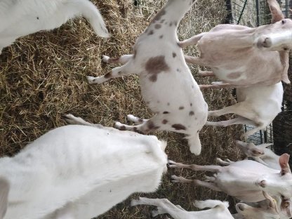 Bild 4:Anglonubia Jungziegen zu verkaufen