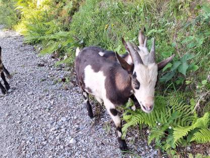 Bild 7:Tauernscheckenkitz