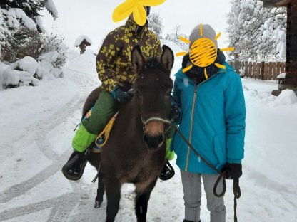 Bild 2:Wunderschöne Muli-Stute