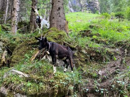 Bild 2:Tauernschecken Ziege