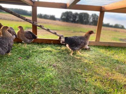 Bild 2:Bielefelder Kennhuhn