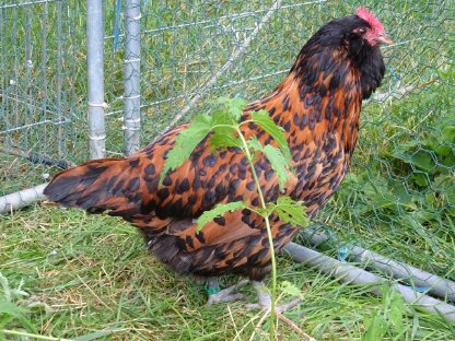 Bild 5:Thüringer Barthuhn