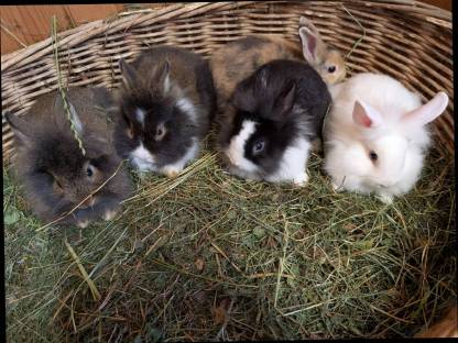 Bild 5:Löwenkopf Zwergkaninchen in allen Farben