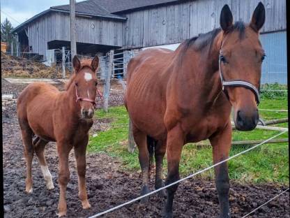 Bild 2:Warmblut Stutfohlen Wiviann Van W