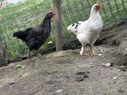 Marans Grünleger Mix Hähne