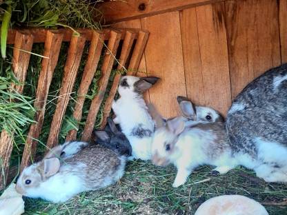 Bild 3:Junge deutsche Riesenschecken