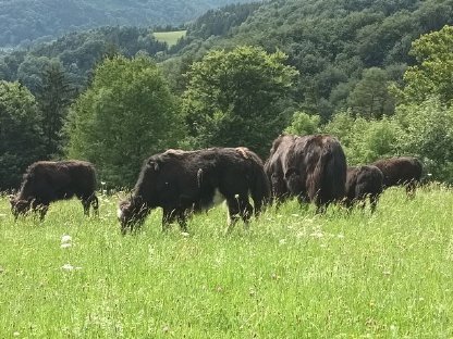 Yaks zu verkaufen