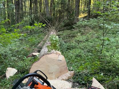 Bild 8:Holzschlägerung/Baumfällung