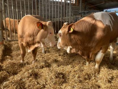 Bild 3:Fleckvieh Deckstier Sprungstier Zuchtbulle Deckbulle