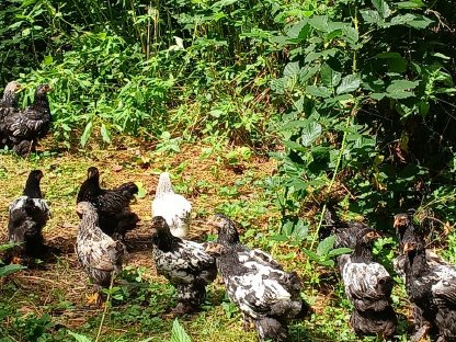 Bild 2:BRAHMA Hühner und Hähne schwarz-weiß gesäumt