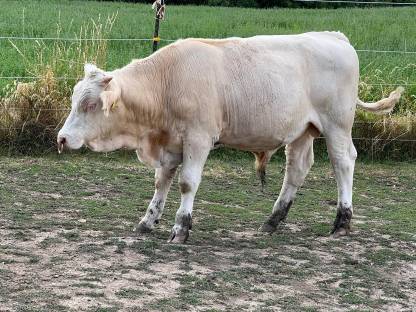FV Stier