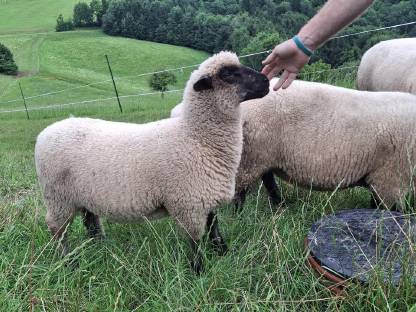 Bild 3:Shropshire Lämmer