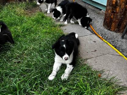 Bordercollie-Australian Sheperd Welpen