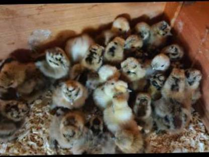 Bild 2:Zwergseidenhühner