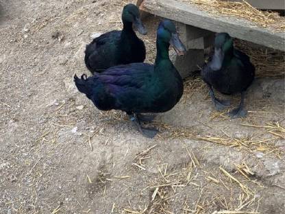 Cayuga Enten