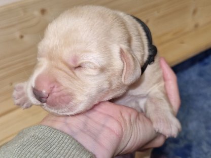 Bild 2:Labrador Retriever Welpen mit Stammbaum