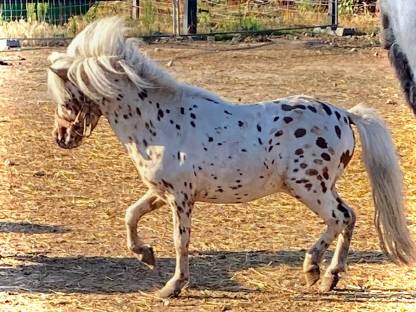 Ponyhengst