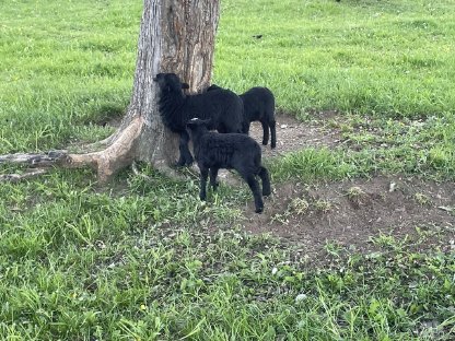 Bild 2:Ouessantschaf Quessantschaf Lämmer Bock