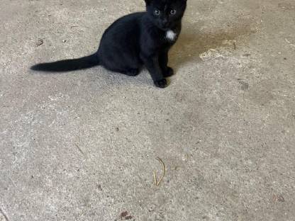 Katzenbabys