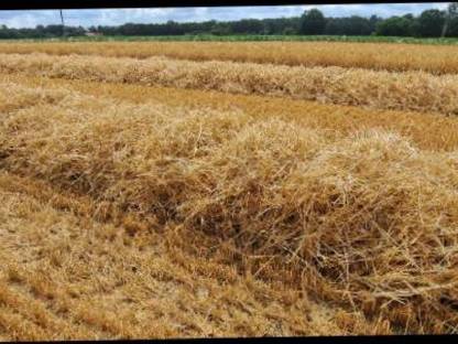 BIO Dinkelstroh ab Feld