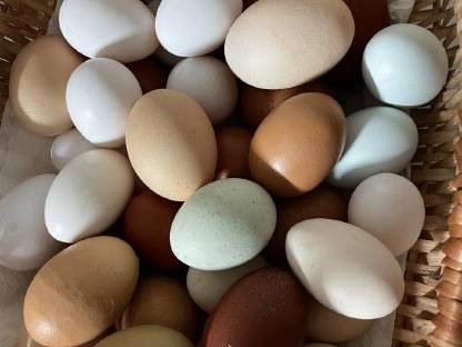 Grünleger, Marans, Mixhennen abzugeben