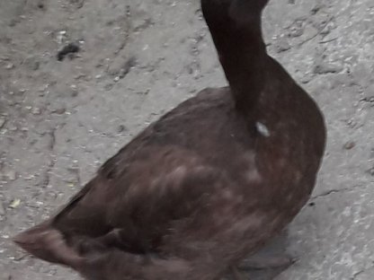 Bild 2:Smaragdenten, Stockenten, Mischlinge