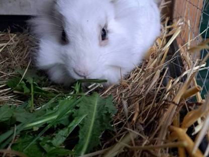 Löwenkopfhase Rammler