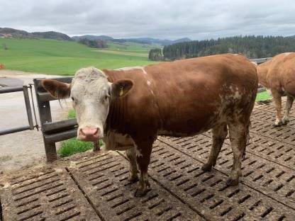 Bild 2:Fleckvieh Zuchtkalbinnen