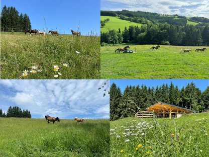 Bild 3:Pferde-Einstellplatz