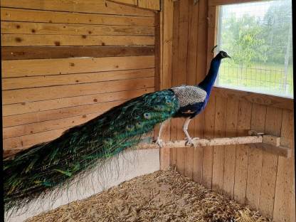 Pfau männlich