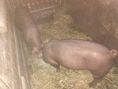 Duroc Mastschweine