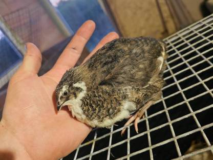 Bild 4:Wachteleier und Bruteier