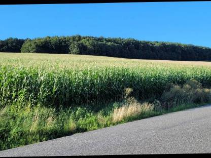 Silomais ab Feld
