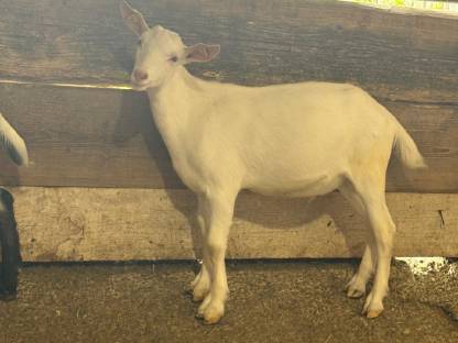 Bild 6:Pfauenziegenböcke