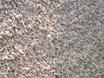 Bild 3:Futtergerste Top-Qualität