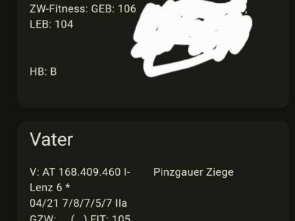 Bild 8:Pinzgauer Ziegen