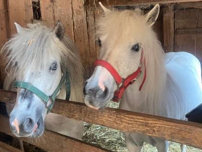 Ponys