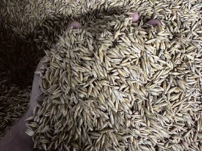 Bild 2:Hafer Ernte 2025