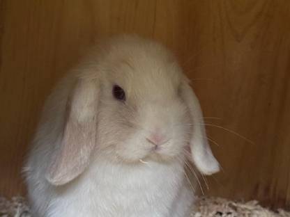 Weibchen sucht zuhause