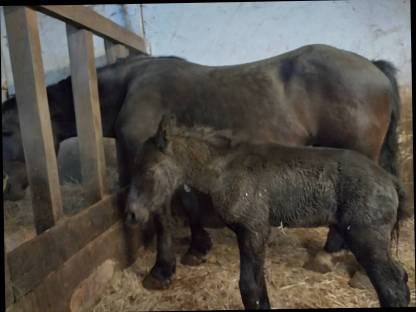 Bild 4:Noriker Stute Glücksstern