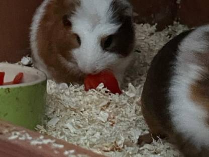 Bild 3:Meerschweinchenbock