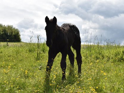 Bild 4:Schabrackentiger Hengst