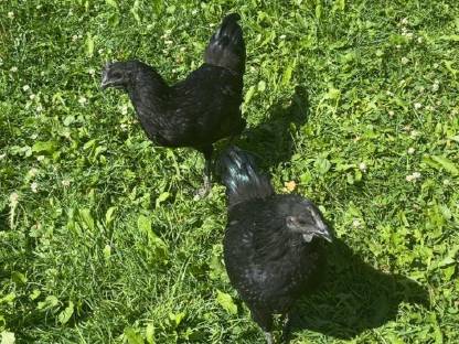 Bild 5:Ayam Cemani Jung-Hähne