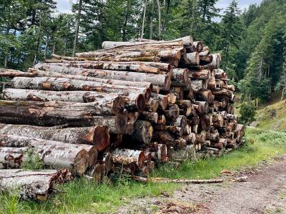 Buchen Rundholz