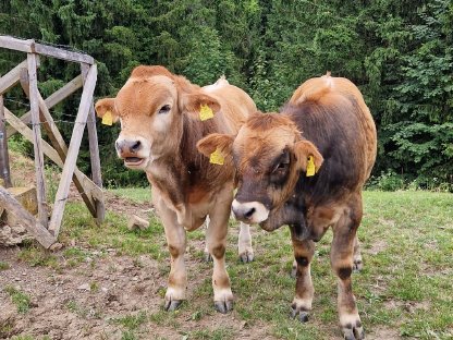 Bild 2:Murbodner Zuchtstiere