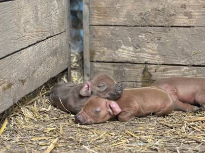 Duroc