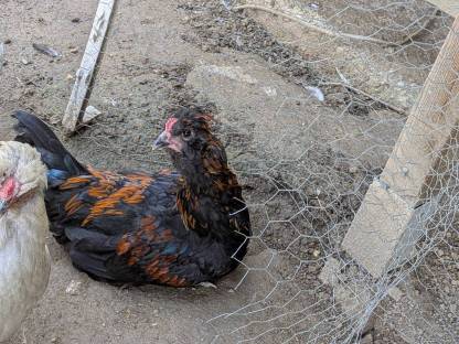 Bild 2:Mixhähne zu verschenken