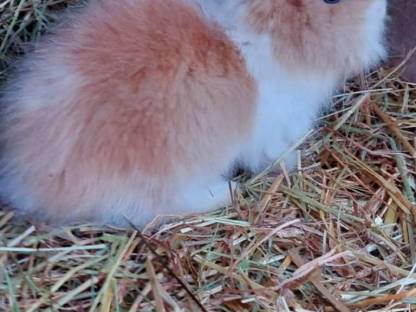 Halb Angora Kaninchen