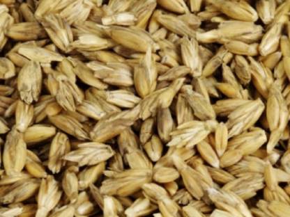Dinkel Futterdinkel im Spelz